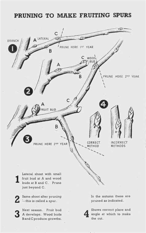 [DIAGRAM] Cherry Tree Pruning Diagram - MYDIAGRAM.ONLINE