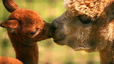 Animals In Love Wallpapers Pictures Snaps Images Photo