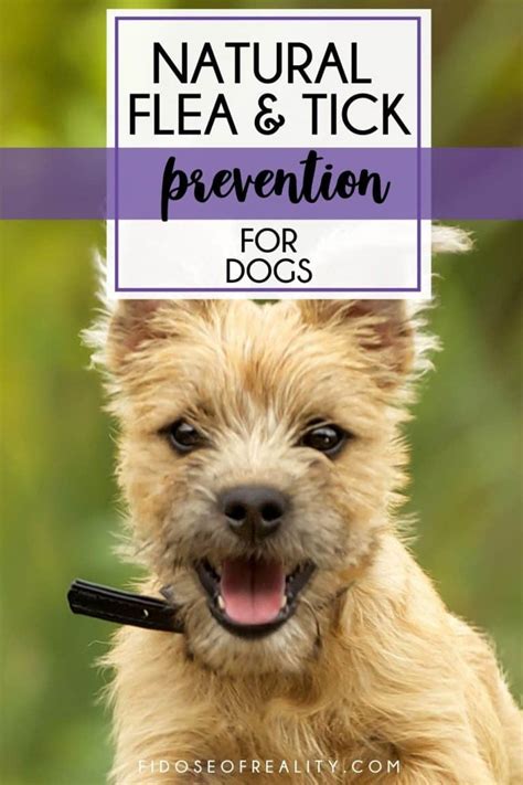 Best Natural Flea Tick Prevention For Dogs Fidose Of Reality