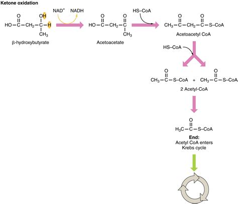 Yes too much protein can prevent ketosis (gluconeogenesis), and yes ketones in urine tend to reduce once you are keto adapted, that is … Lipid Metabolism Â· Anatomy and Physiology
