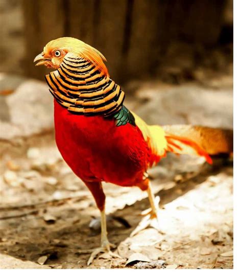 Red Golden Pheasant Plumpton Park Zoo