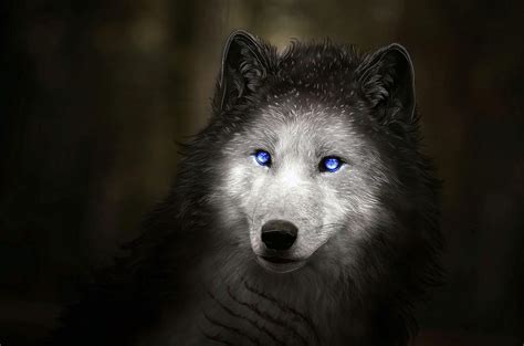 Awesome Wallpaper Blue Wolf Eyes Images