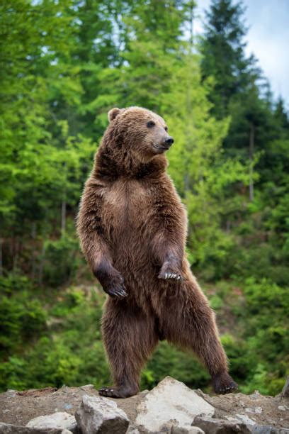 Grizzly Bear Standing Stock Photos Pictures And Royalty Free Images Istock