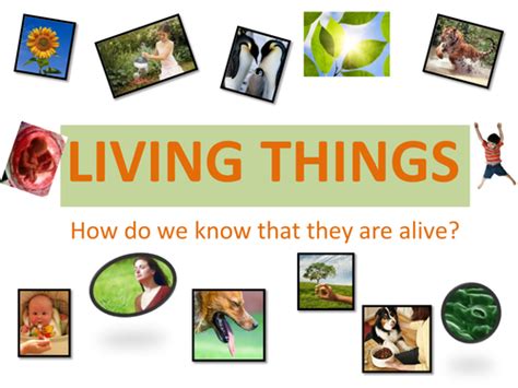Living Things Seven Characteristics Teaching Resources