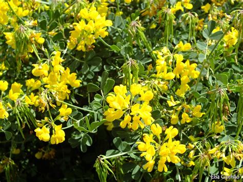 Coronilla Glauca Fabaceae Arbustos E Lianas Lenhosas Plantas