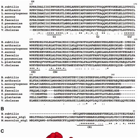 A Multiple Sequence Alignment Of Selected Bacterial Rbga Homologs