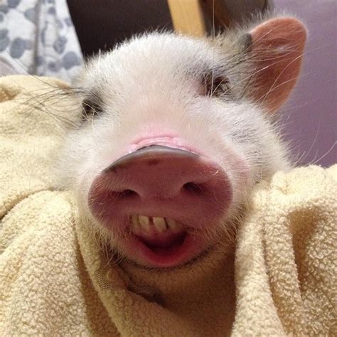 I Think I Have Nice Teeth Dont You 🐷 Смешные фотографии животных