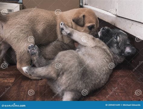 Two 3 Week Old Puppies Wrestle And Play With Each Other Stock Image