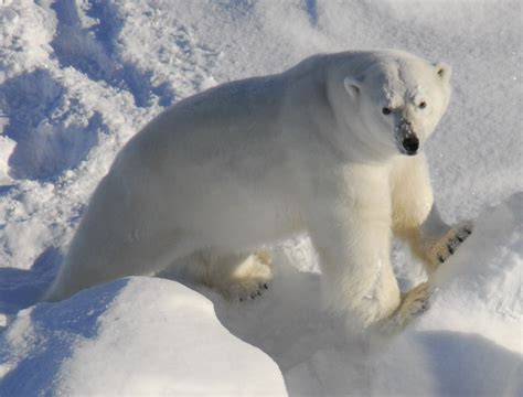 Pcb Contamination Threatens The Population Of Polar Bears