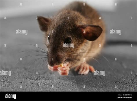 Cute Little Rat On Gray Background Stock Photo Alamy