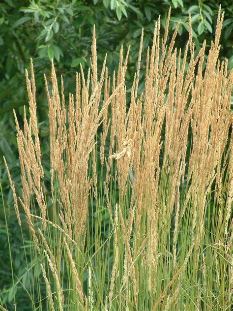 Calamagrostis Karl Foerster The Beth Chatto Gardens