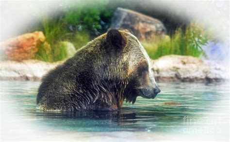 Grizzly Bear Enjoying A Dip In The Water Fade To White Version