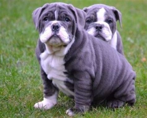 Olde english bulldog in dogs & puppies for sale. Blue English Bulldog Puppies | English Bulldog Puppies