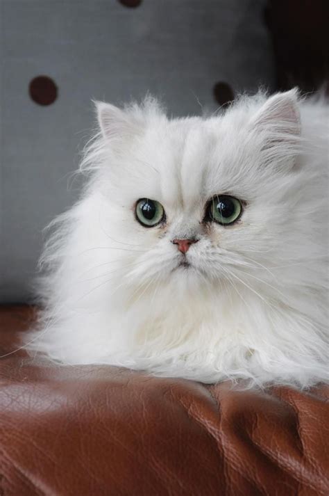 Pictures of urgent harmony/addie a persian for adoption in eldora, ia who needs a loving home. Adopt Prince Monaco on | Cats | Chat, Persan chinchilla ...