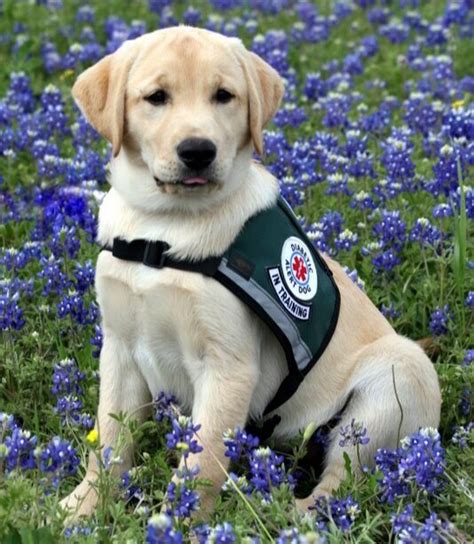 The Wonder Of Diabetes Service Dogs — Healthy Living Medical Supply