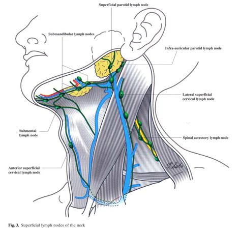 Swollen Lymph Nodes In Armpit And Neck Swollen Lymph Nodes