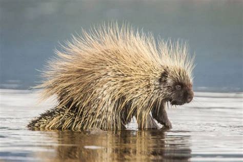 12 Prickly Porcupine Facts Fact Animal