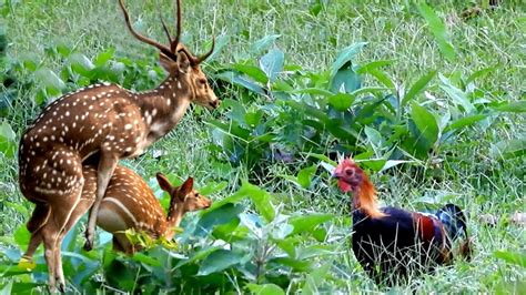 Spotted Deer In Chitwan National Park Private Life Of Deer Animal