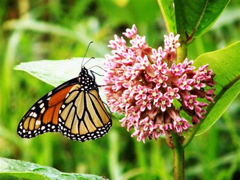 A good butterfly book is essential for identifying the butterflies in your yard and it will tell you the preferred larval food for each. Help Plant Monarch-Friendly Butterfly Gardens - Glen Ellyn ...
