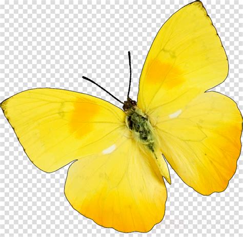 11 Clipart Yellow Butterfly Png - Movie Sarlen14 png image