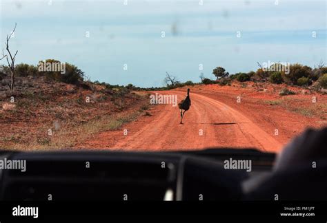 Running Emu From 4wd Van In Outback Australia Off Road Stock Photo Alamy