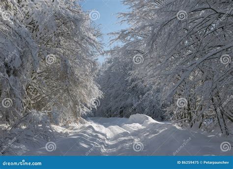 Winter Tunnel Stock Image Image Of Nature Driving Rural 86259475