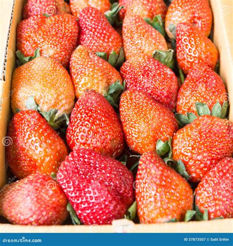 Strawberry Stock Image Image Of Berry Fresh Organic 37873507