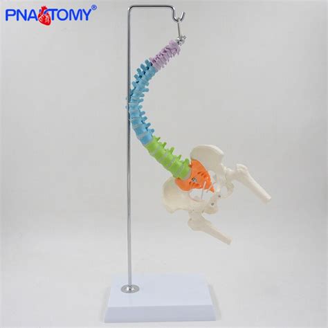 45cm Life Size Flexible Vertebral Column Anatomical Model With Pelvis