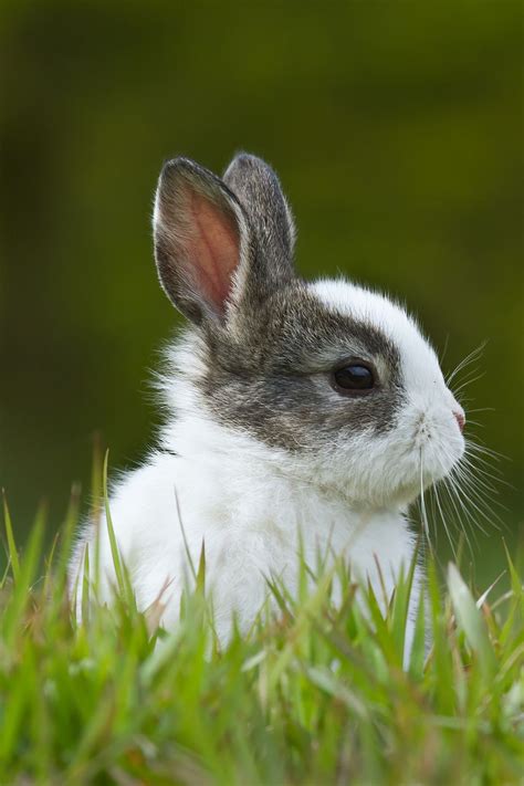 Rabbit Sitting In Meadow Pets Cute Animals Animals