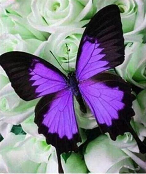 Purple Butterfly Tattoo Butterfly Painting Butterfly Wallpaper