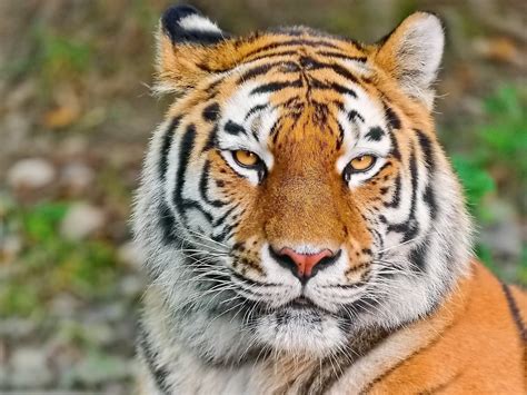 Top 172 Royal Bengal Tiger Wallpaper Hd