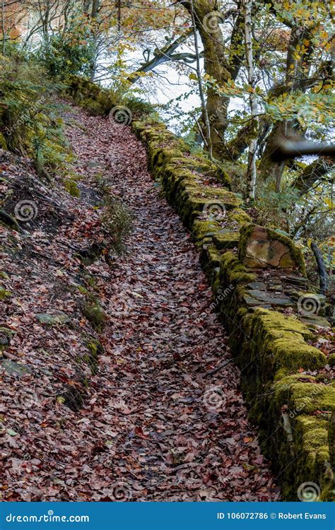 Woodland Trail At Agden Bog Stock Photo Image Of Outdoors Branch