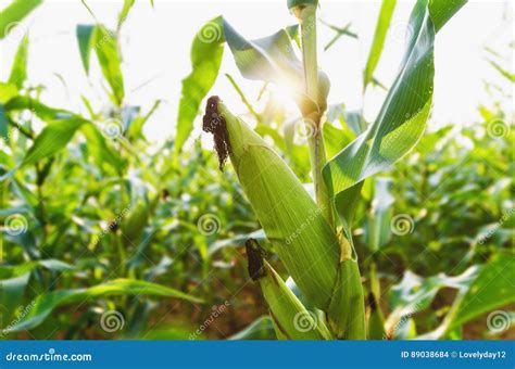 Corn Agriculture Green Nature Rural Field On Farm Land In Summer