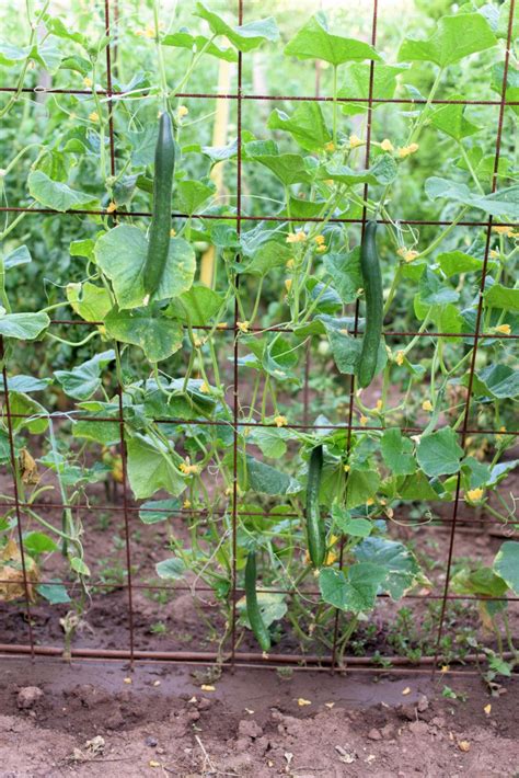 Build Your Own Trellis For Cucumbers Bestya