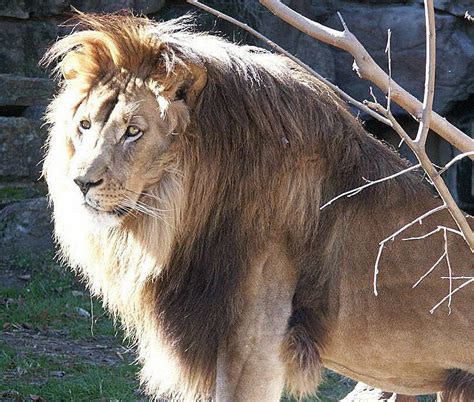Just Beautiful Lion Mane African Lion Lions