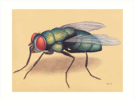 The Fly Art Print By Lfurtwaengler Redbubble