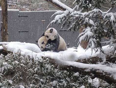 National Zoos Baby Panda Frolics In Snow As Storm Pummels 22 States