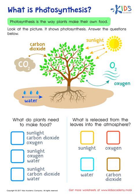 Video Worksheet Photosynthesis Interactive Worksheet What Is My Xxx