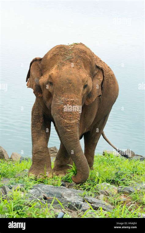 Asian Elephant Elephas Maximus In Front Of Udawalawe Reservoir