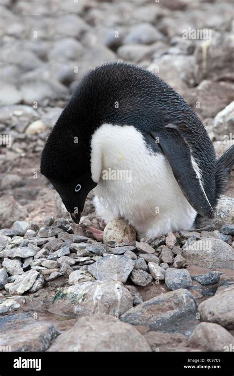 Adelie Penguin Pygoscelis Adeliae Incubating An Egg Paulet Island