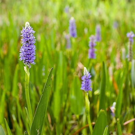 Flowers are extremely small and numerous and arranged in spikelets atop the stem. Wetlands 1 Snapshot Information and Images