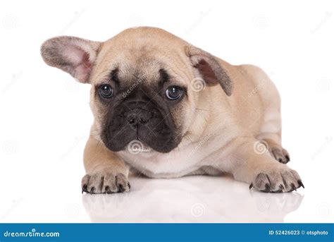 Sad French Bulldog Puppy Lying Down On White Stock Image Image Of