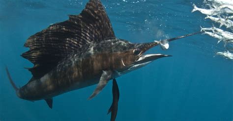 Discover The Largest Sailfish Ever Caught In Louisiana A Z Animals