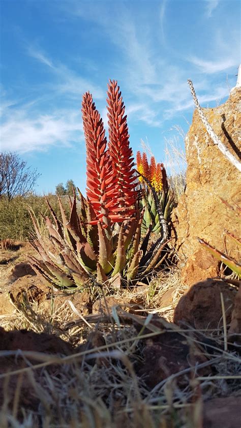 Aloe Hybrid In Flower Johans Hybrids Vaal Retreat Aug 2018 Nature