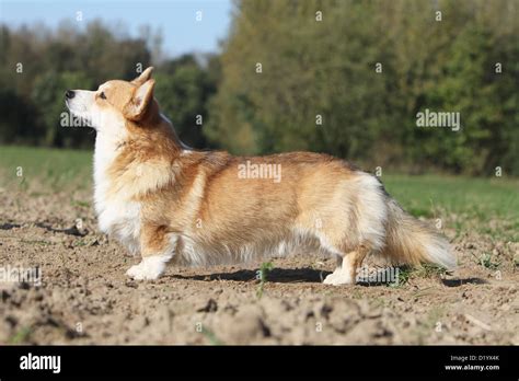 Dog Pembroke Welsh Corgi Adult Standard Profile Stock Photo Alamy