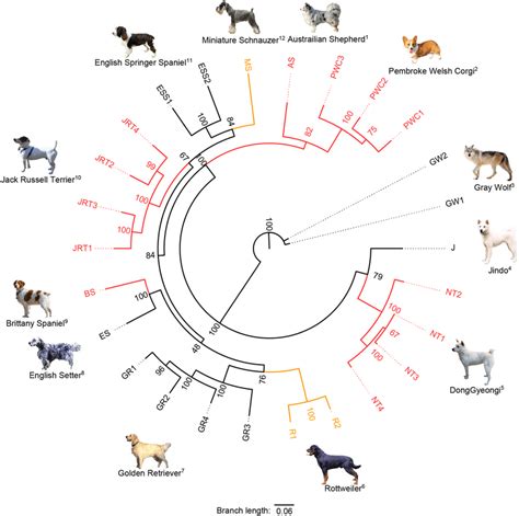 The Phylogenetic Tree Based On The Whole Genomic Snps Of Different Dog