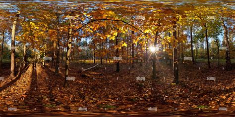 360° View Of Autumn Forest Alamy