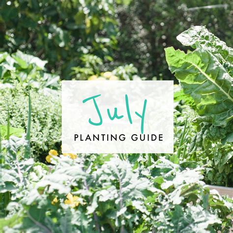 July Edible Planting Guide Australia Wide The Healthy Patch