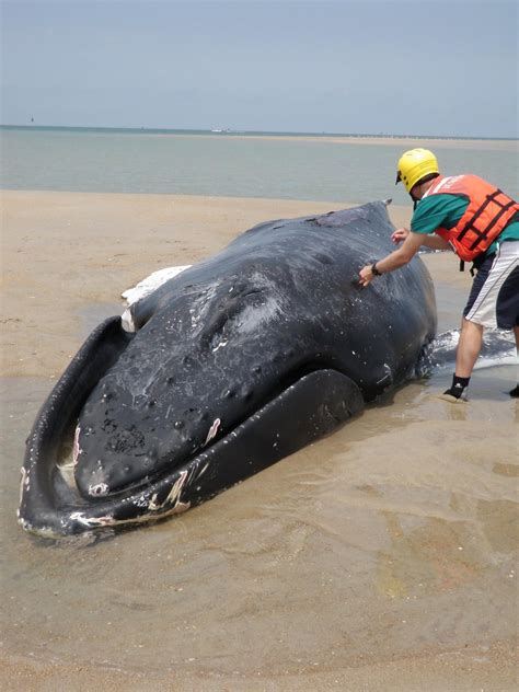 Whale Live Strandings How To Euthanize Whales Humanely
