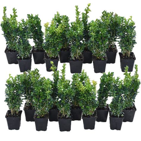Buy Buxus Sempervirens Box Shrub X 20 Hardy Evergreen Hedge S Hedging